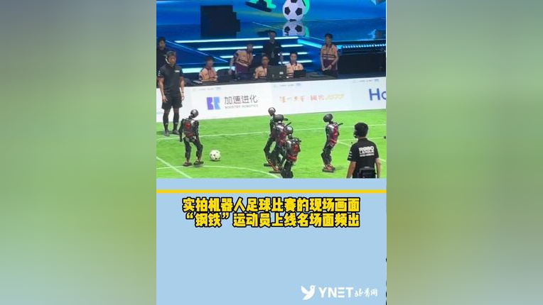 关于足球场上的动物名场面：海鸥、猫、狗如何干扰比赛？的信息